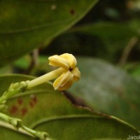 Timonius flavescens (Jacq.) Baker